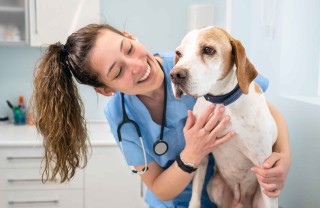 Come si diventa veterinario