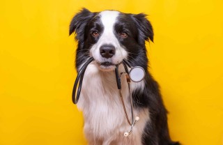 Quante volte andare dal veterinario