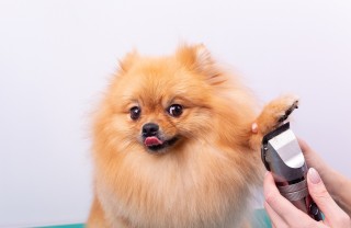 Tosare la pelliccia dei cani in estate