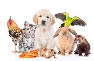 Nomi animali domestici