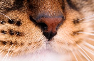 Baffi dei gatti