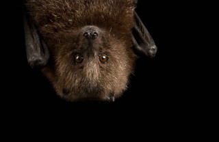 Sognare pipistrelli
