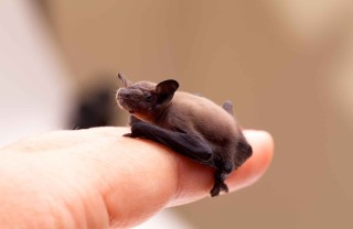 pipistrelli