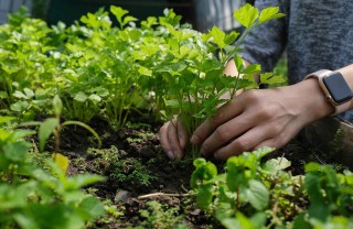 Come coltivare il sedano