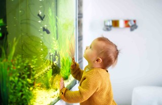 Quale acquario per i pesci scegliere