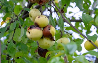 Malattie delle piante