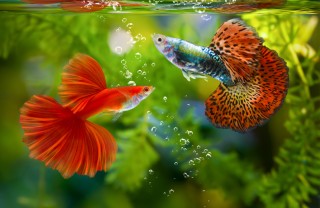 Pesce guppy