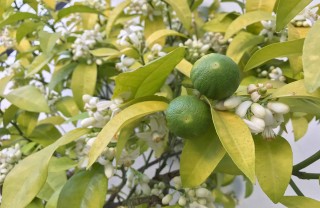 Fiori del limone