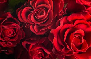 Fiori più eleganti