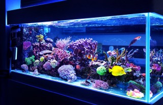 Acquario