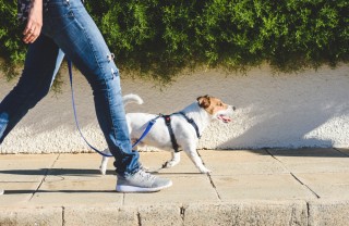 Cane al guinzaglio