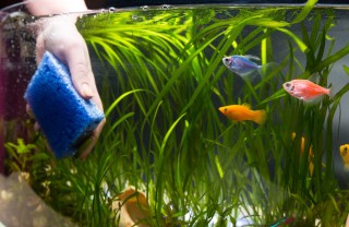 Pulizia acquario