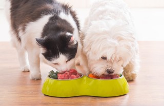 Verdure cane e gatto