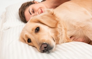 Animale domestico