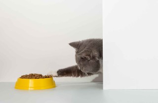 Gatto mangia sempre