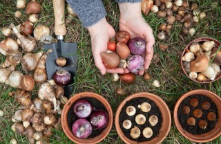 Bulbi autunno