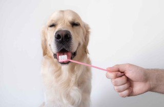 Dentifricio per cani