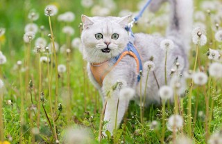 guinzaglio per gatti