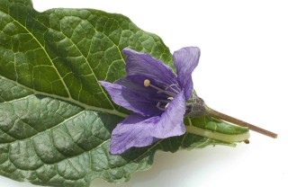 Pianta di mandragora