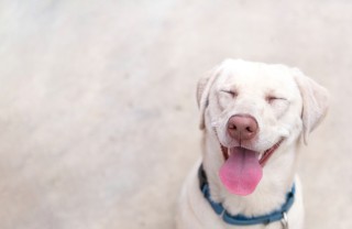 Cane