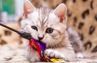 Giochi per gatti Giochi per gatti