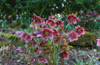 Hellebori