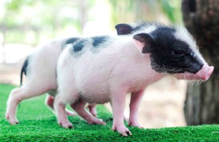 Maialino nano
