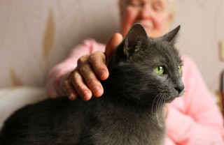 Gatto anziano