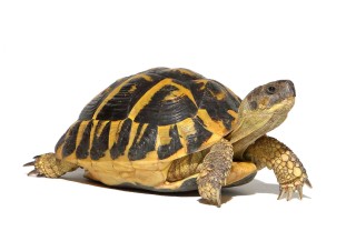 Cosa mangiano le tartarughe