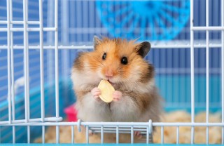 Criceto alimentazione