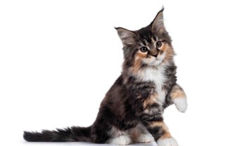 Gatti più belli del mondo
