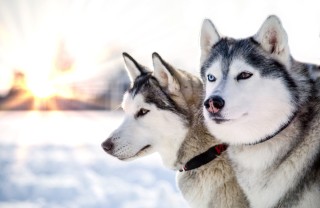 Husky