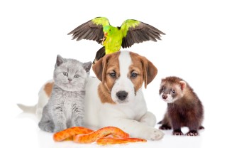 Animale domestico