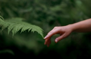 Dolore delle piante