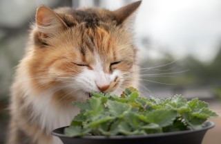 Erba Gatta