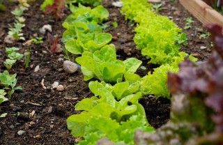 Cosa seminare a gennaio nell'orto