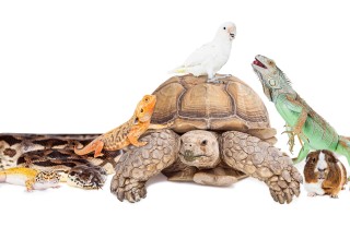 Animali esotici
