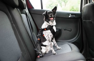 Cani in auto