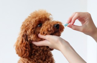 pasticche al cane