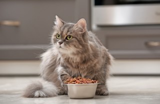 Gatto grasso