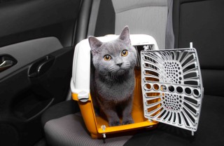 Gatti in auto