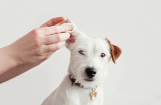orecchie del cane