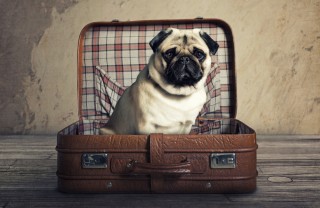 Pensioni per cani