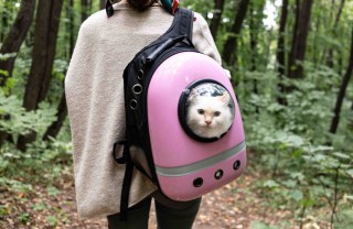 Come scegliere il trasportino cani e gatti