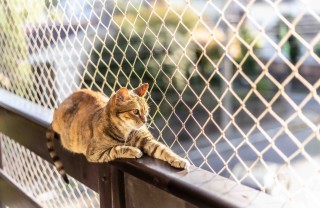 Gatto sul balcone Gatto sul balcone