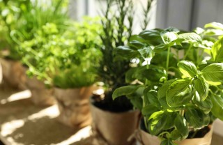 Quali sono le piante aromatiche