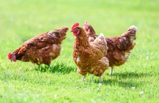 Cosa significa sognare galline
