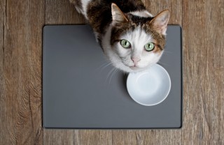 Dieta per animale domestico