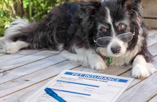 Assicurazione animali domestici, come funziona