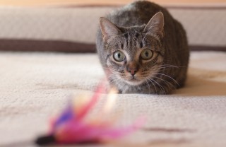 gioco gatto con riciclo creativo gioco gatto con riciclo